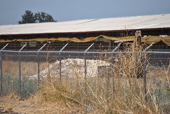 Se teme gripe Aviar en una granja de la empresa Bachoco en Tarimoro.